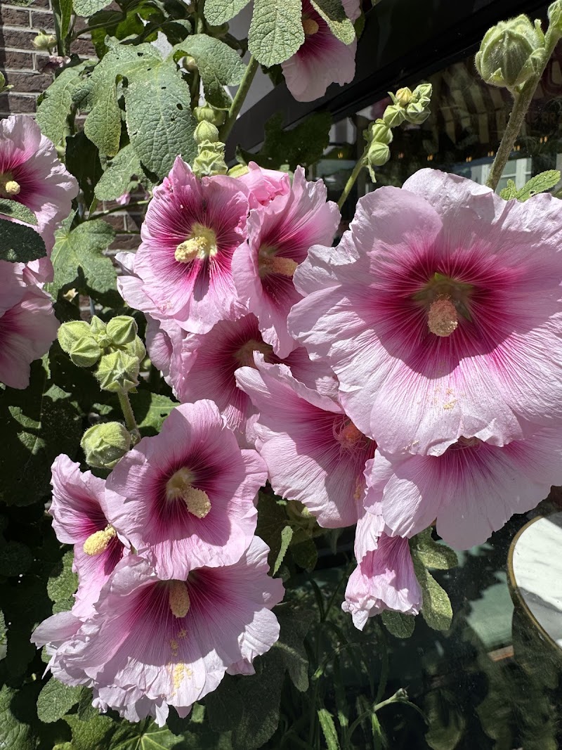Wildpoppiesflowers - Foto 10